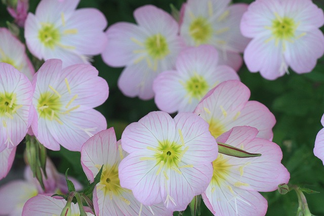 琉球月見草 花回廊 金沢 琉球月見草 花回廊 金沢