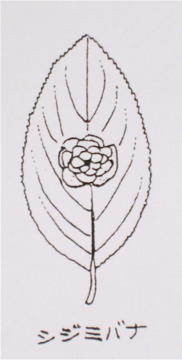 『木の葉絵 Leaf Art』 蜆花　Spiraea prunifolia_a0083553_1931213.jpg
