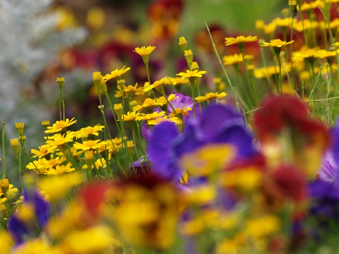 みかもやまの花々_a0278554_20304547.jpg