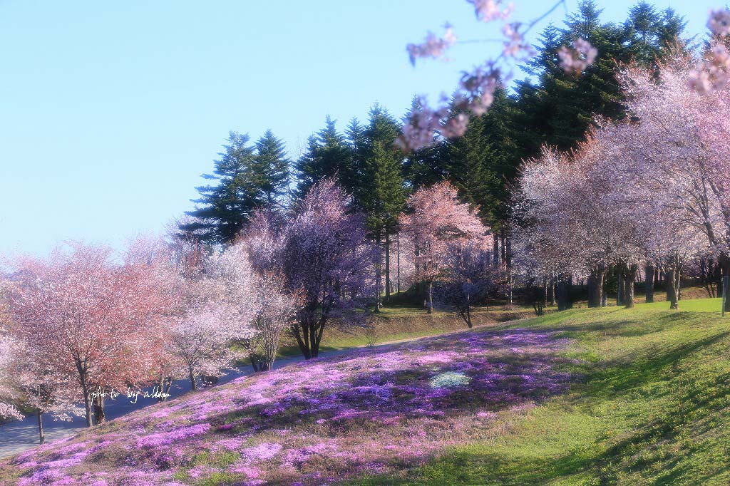 芝桜と桜より～_a0039860_1957122.jpg