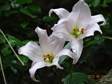 c0108460_21555169.jpg