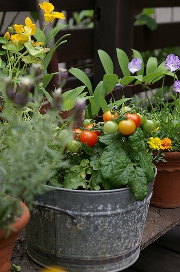 寄せ植えのミニトマトとバラが終わったあとの庭 バラと遊ぶ庭 寄せ植えのミニトマトとバラが終わったあとの庭 バラと遊ぶ庭