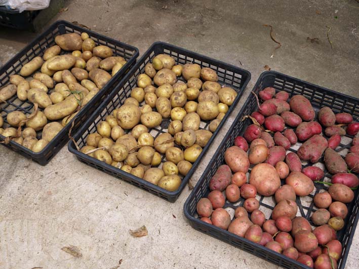 ニンニク全量、玉葱5割、ジャガイモを3割収穫5・31～6・1_c0014967_16582455.jpg