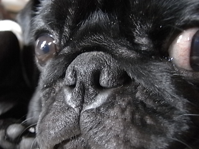 犬って 鼻歌 歌うの 不思議編 黒パグ chappyの成長メモ 私のメモ帳 犬って 鼻歌 歌うの 不思議編 黒パグ chappyの成長メモ 私のメモ帳