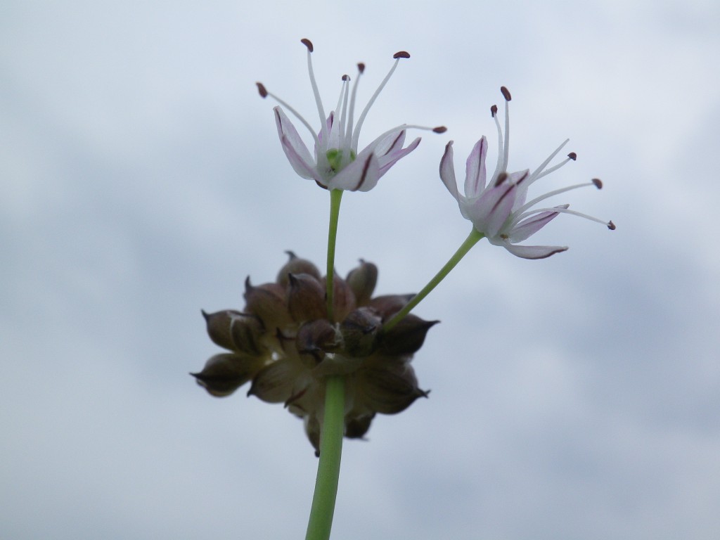 『野蒜（ノビル）の花と細実雛罌粟（ホソミヒナゲシ）』_d0054276_21241167.jpg