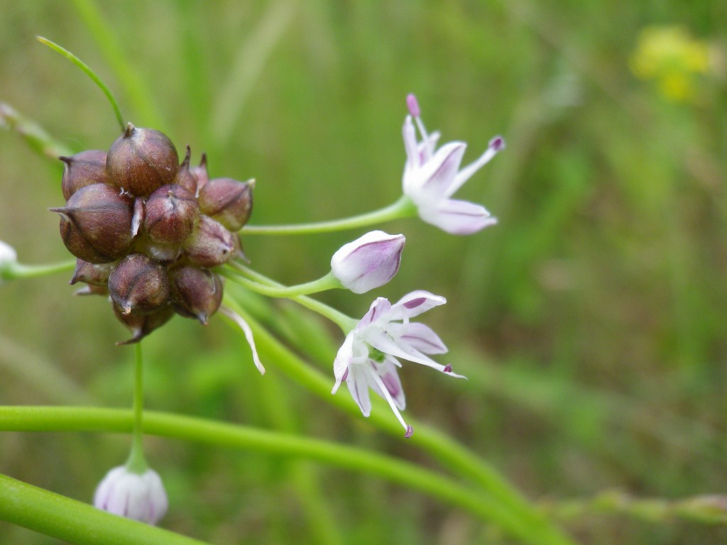 『野蒜（ノビル）の花と細実雛罌粟（ホソミヒナゲシ）』_d0054276_2124498.jpg