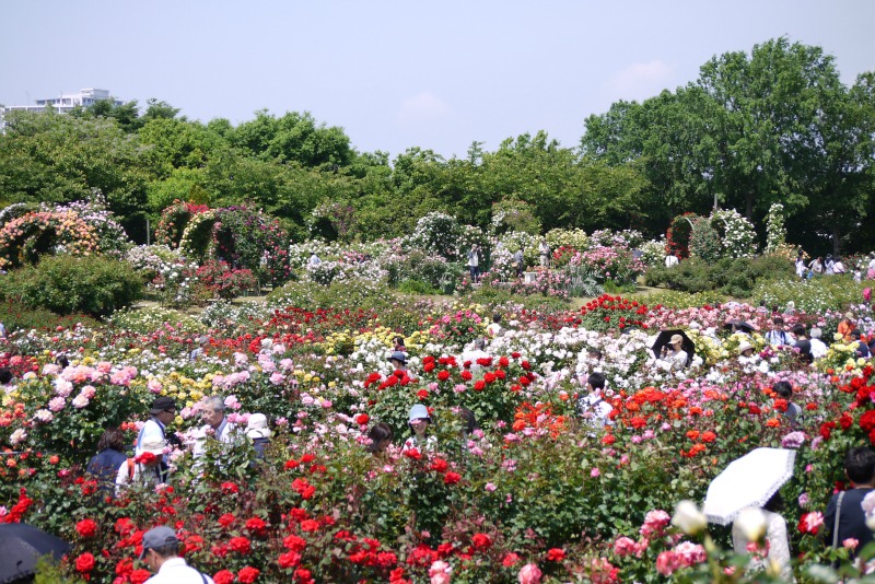 京成バラ園2013春③_a0127090_09139.jpg