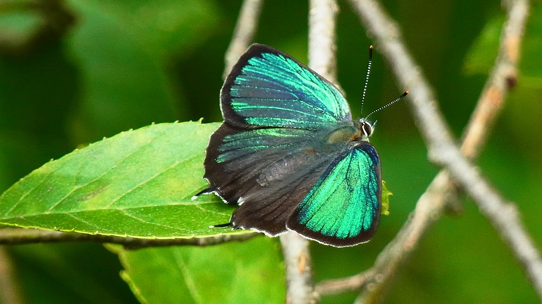 a0152692_18211758.jpg