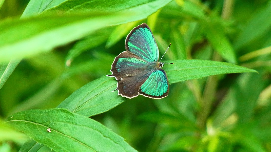 a0152692_18211777.jpg