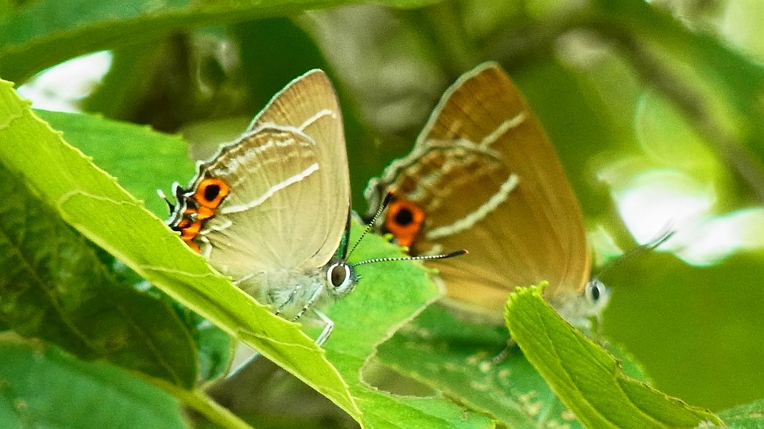 a0152692_1821571.jpg