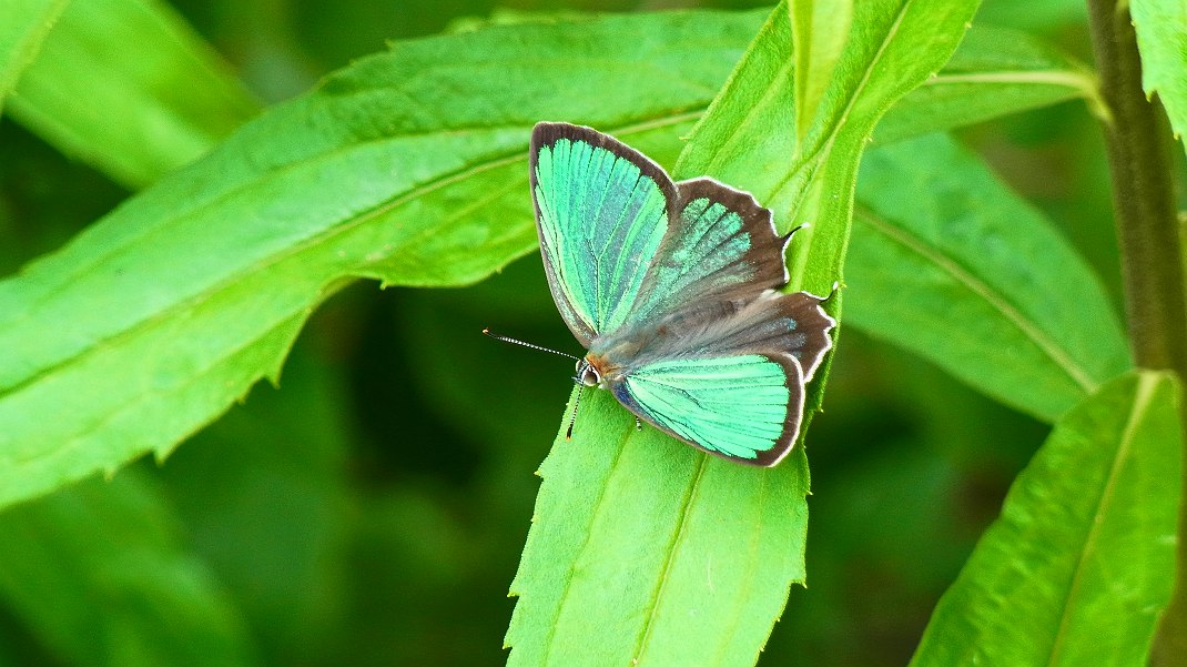a0152692_18215924.jpg