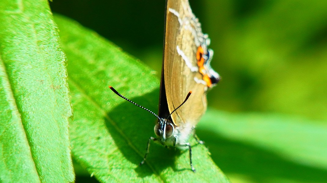 a0152692_206529.jpg