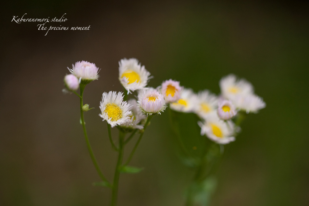 エゴの木が花盛り_c0137403_225186.jpg