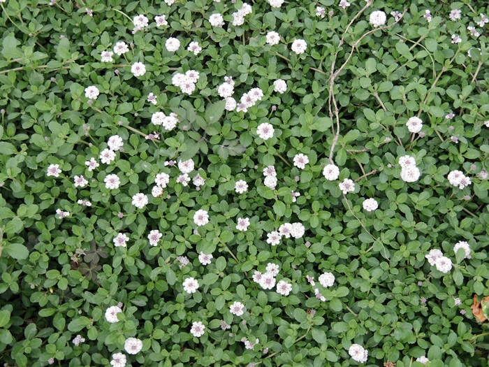 c0187503_21333148.jpg
