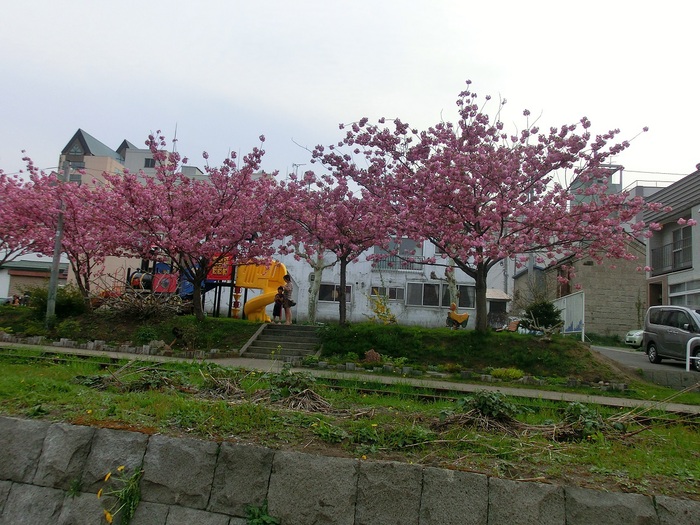 八重桜・・・_a0100204_10131514.jpg