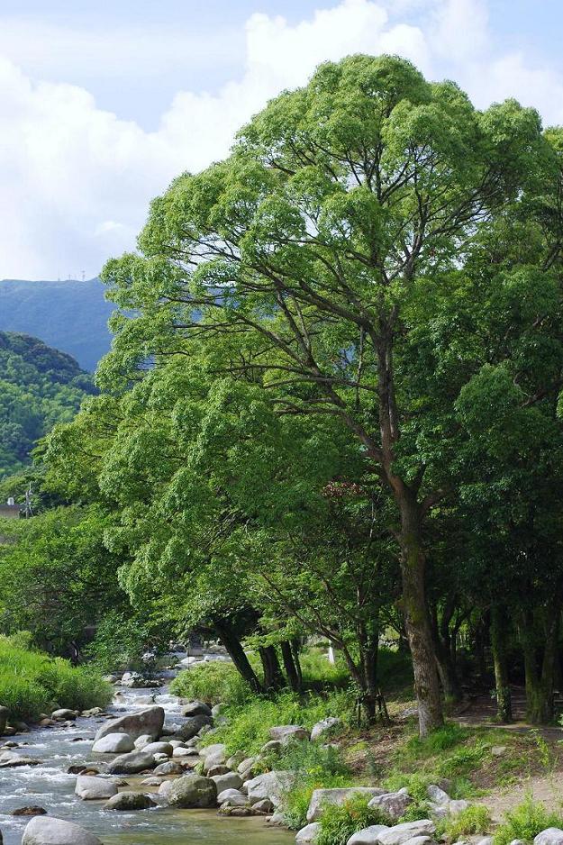 2013 ホタル 心の時空