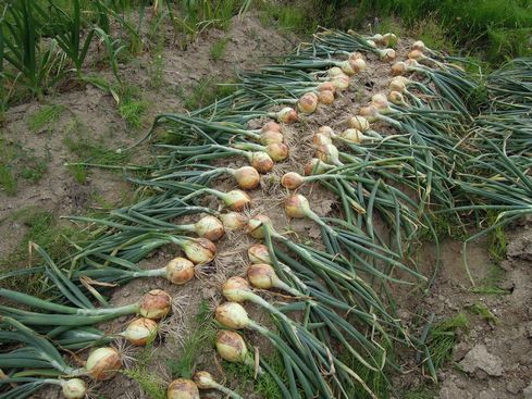 田舎便り53 たまねぎとらっきょうの収穫 タワラジェンヌな毎日