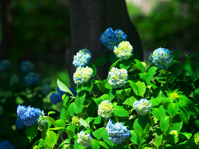 さいたま市　大宮第2公園の紫陽花（あじさい）園_a0263109_7592390.jpg