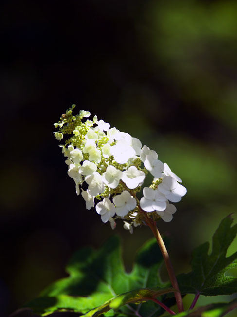 さいたま市　大宮第2公園の紫陽花（あじさい）園_a0263109_759353.jpg