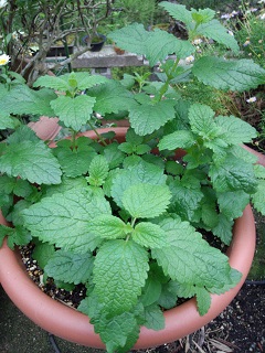 c0046316_836251.jpg