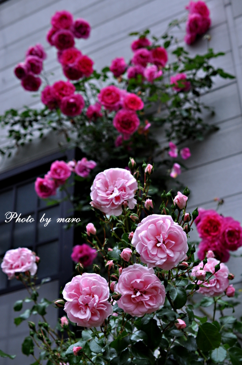 薔薇 パレード とホーム ガーデンのコラボ と マリーアントワネット 麻呂犬写真館 Mamiphon