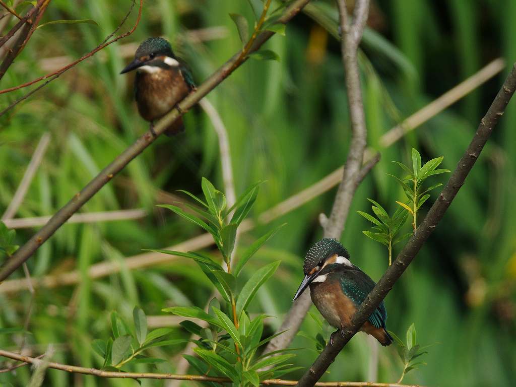 カワセミの幼鳥ウオッチング(2)_e0293921_22362075.jpg