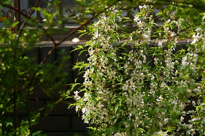 f0170524_16482188.jpg