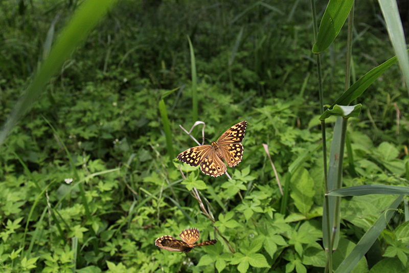 d0054625_22492699.jpg