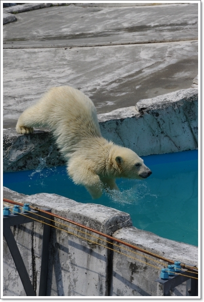 円山動物園　\'13.05.28-01　ホッキョクグマ_f0218836_0164828.jpg