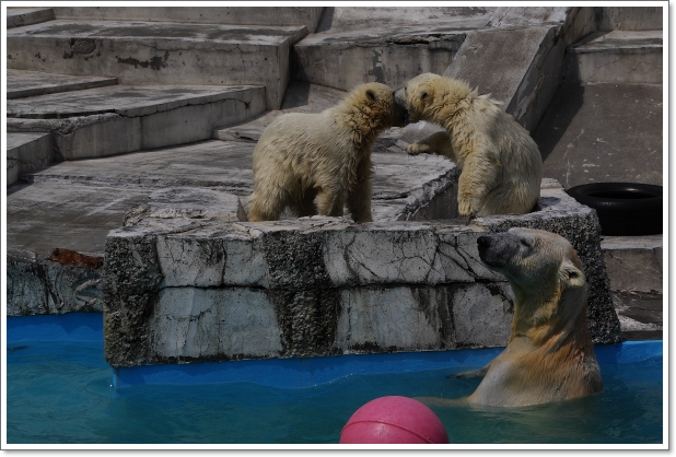 円山動物園　\'13.05.28-02　ホッキョクグマ_f0218836_12221175.jpg