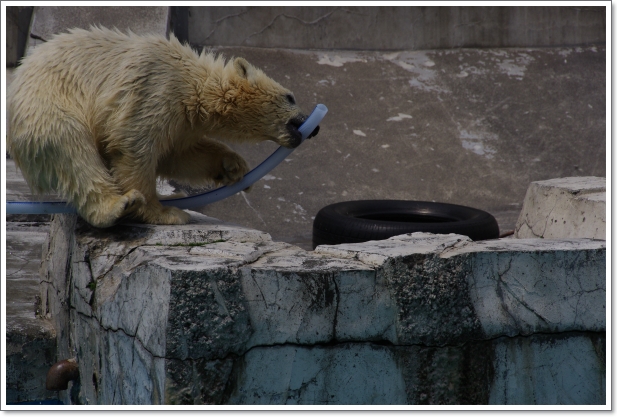 円山動物園　\'13.05.28-03　ホッキョクグマ_f0218836_12231914.jpg