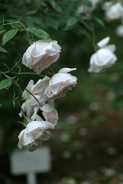 f0271343_11533640.jpg