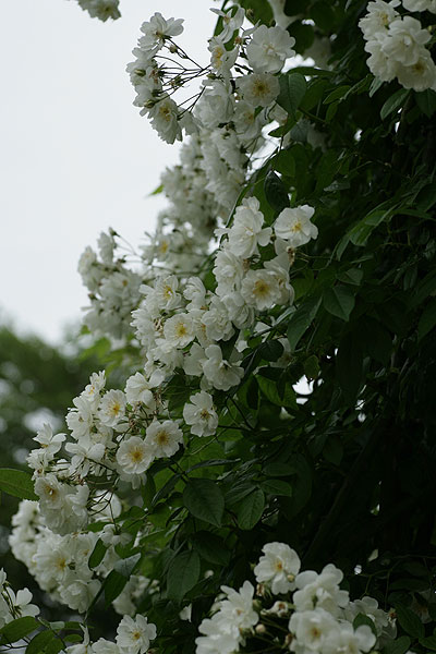 f0271343_1154327.jpg