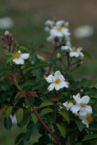 f0271343_1155957.jpg