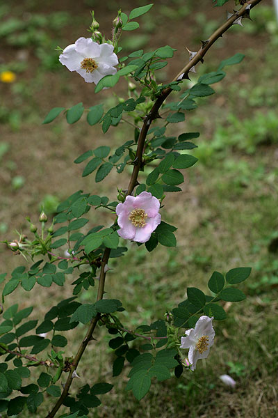 f0271343_11595946.jpg