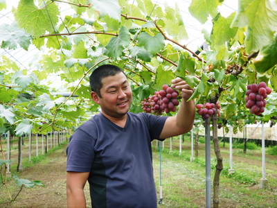 熊本ぶどう 社方園 7月7日の販売スタートに向け順調に色付き始めました!_a0254656_18452794.jpg