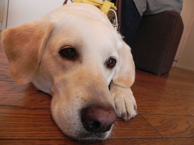 盲導犬アクアと一緒に〜ブルームギャラリー_d0076558_15571662.jpg