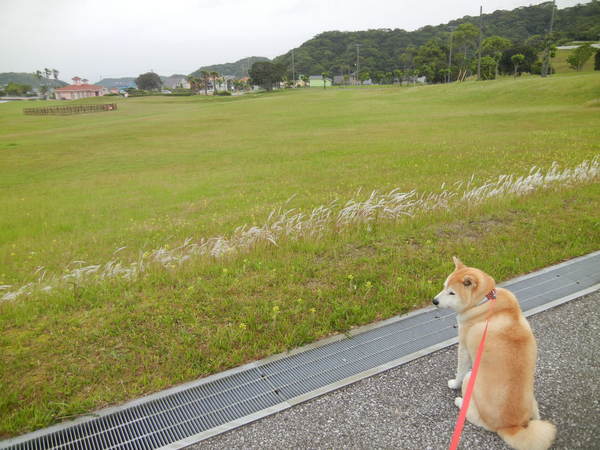 ’13,6,2(日)キョンにも誰にも会わなかったYO!_f0060461_10464087.jpg