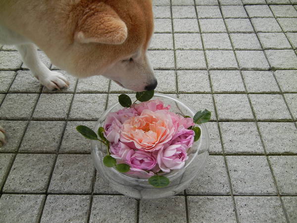 ’13,6,2(日)キョンにも誰にも会わなかったYO!_f0060461_11224729.jpg
