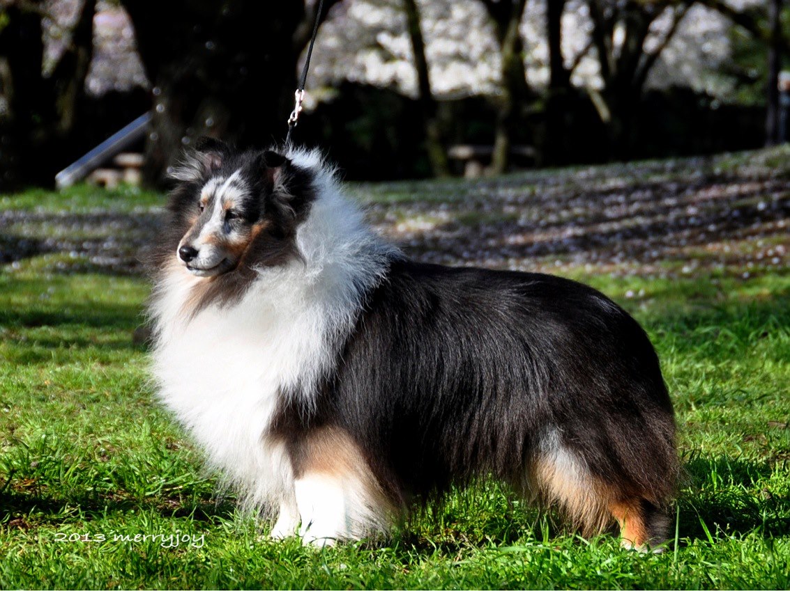 子犬のおとうさん_f0126965_21553393.jpg