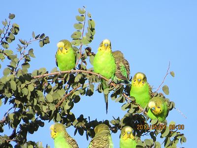 野生のセキセイインコに出会う旅6 たんたん のっぽ