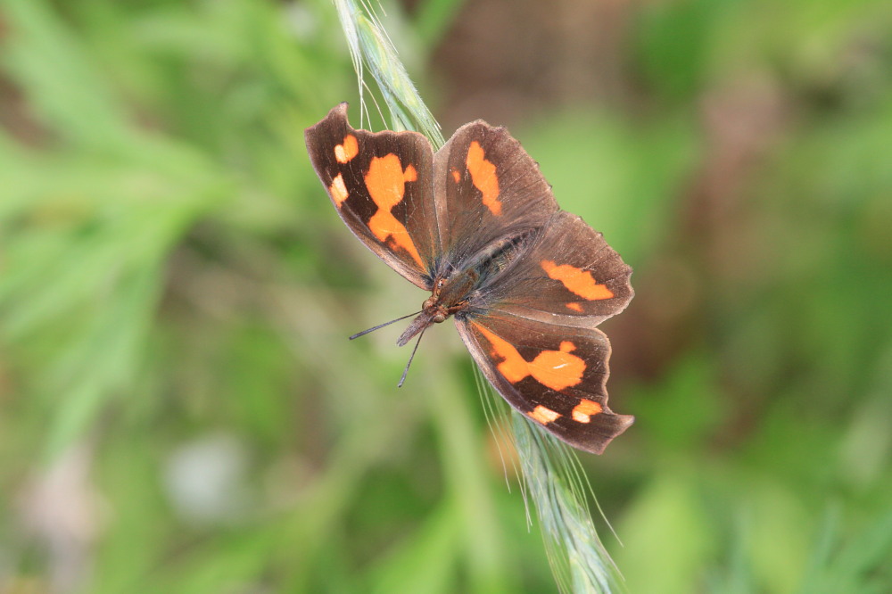 テングチョウ　　♀雌は６本脚　♂雄は？　　2013.5.27埼玉県①_a0146869_428880.jpg