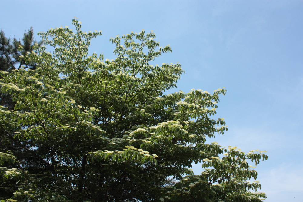 b0218371_103757.jpg