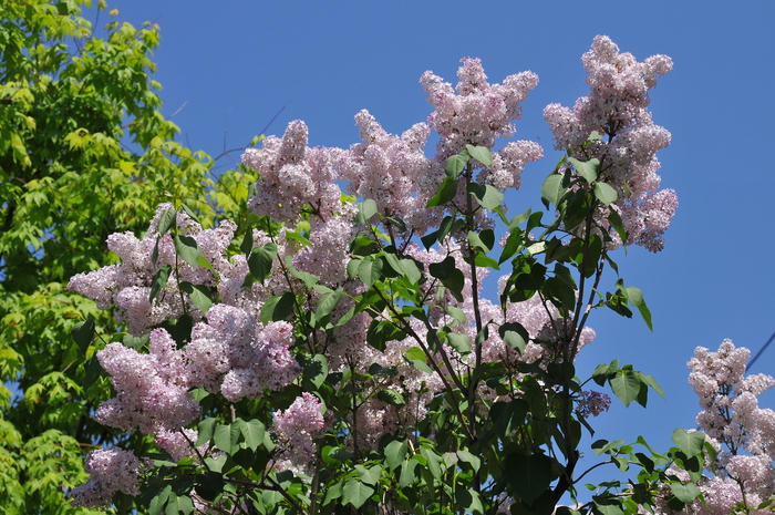 ライラックが見頃です judeの庭と薔薇のカヲリ ライラックが見頃です judeの庭と薔薇のカヲリ