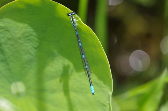  初夏のトンボ（止水編） _e0167571_19322245.jpg