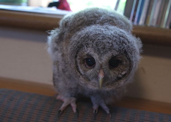 フクロウの赤ちゃん いつもココロに マーク