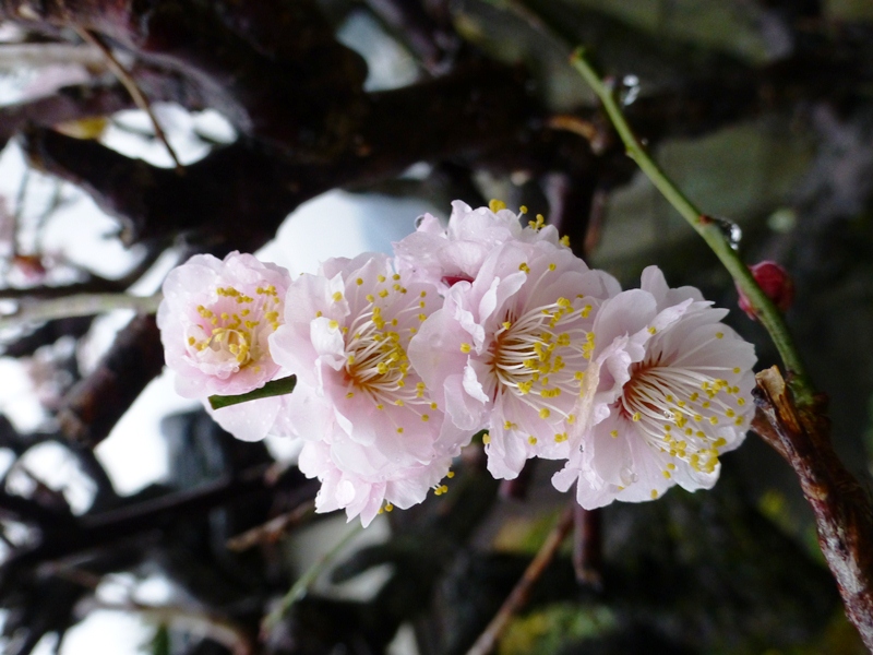 雨のサンシュユと梅の花_d0042474_1225637.jpg