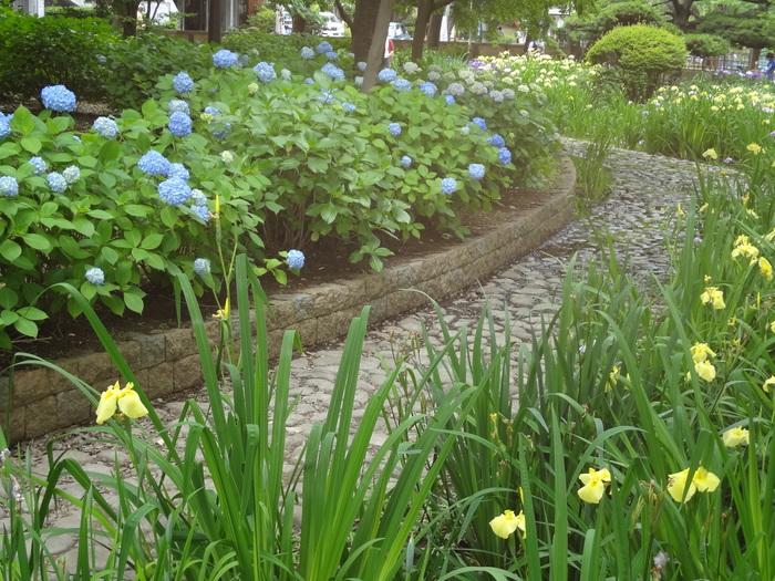 千葉公園の大賀ハスの・・蕾☆_e0227680_11372418.jpg