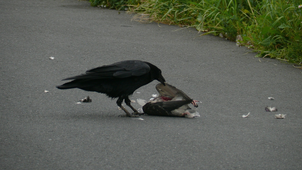 猛禽カラス現る 夜つぐみの鳴くところで