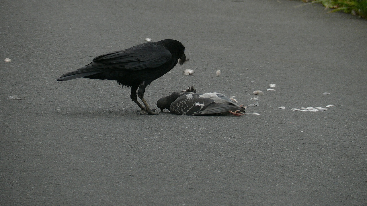 猛禽カラス現る 夜つぐみの鳴くところで